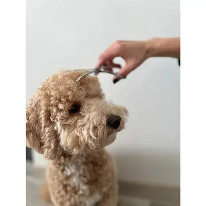 Ножици за подстригване на кучета "Perfect Groom" - Голям комплект в калъф