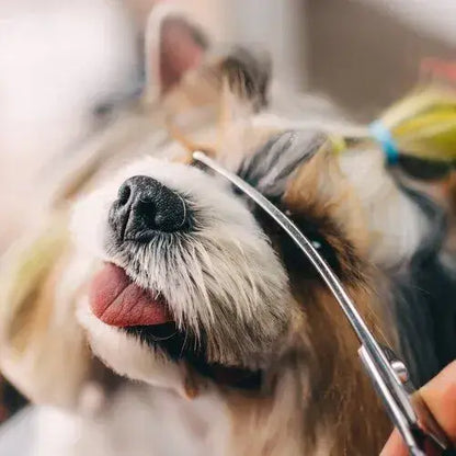 Ножици за подстригване на кучета "Perfect Groom" - Голям комплект в калъф